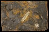 Paleocene Fossil Winged Fruit (Acer) - North Dakota #95375-1